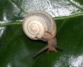 Monacha&nbsp;cf.cartusiana
